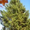 Picea abies